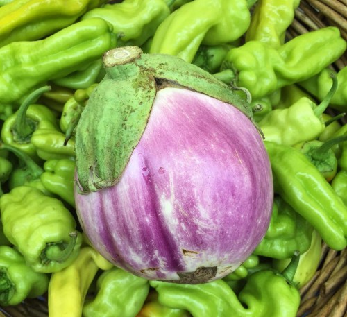 Eggplant Rosa Bianca di Catania